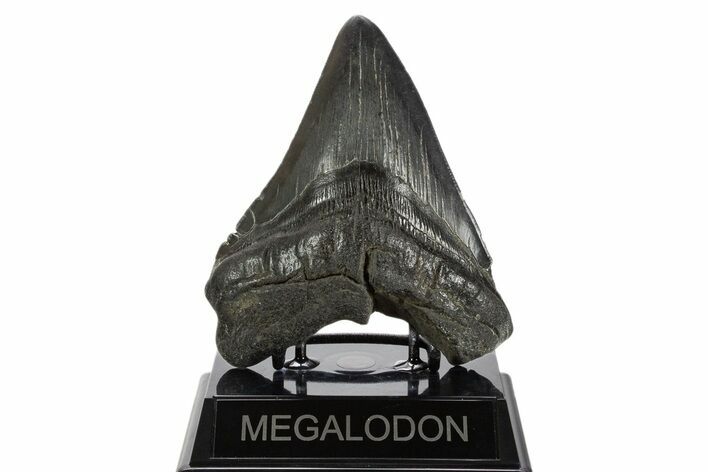 Fossil Megalodon Tooth - South Carolina #340160